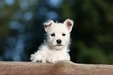 WESTIE 321